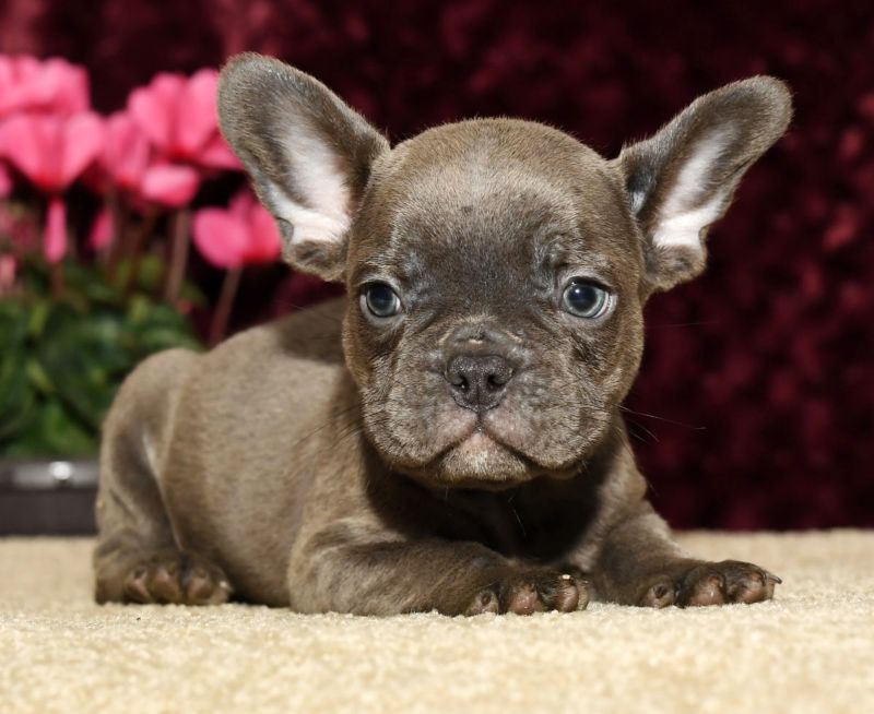 French Bulldog