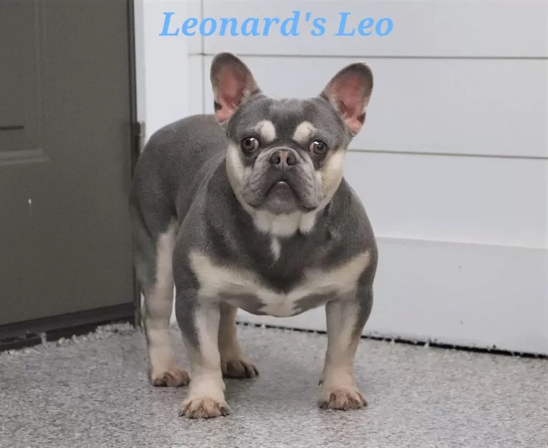 Puppy Name: Lenoard's Leo